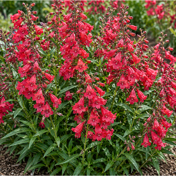 Set 2 Penstemon Harlequin Red Imp Plugs 2-4 Inch Tall, Penstemon Flower ...