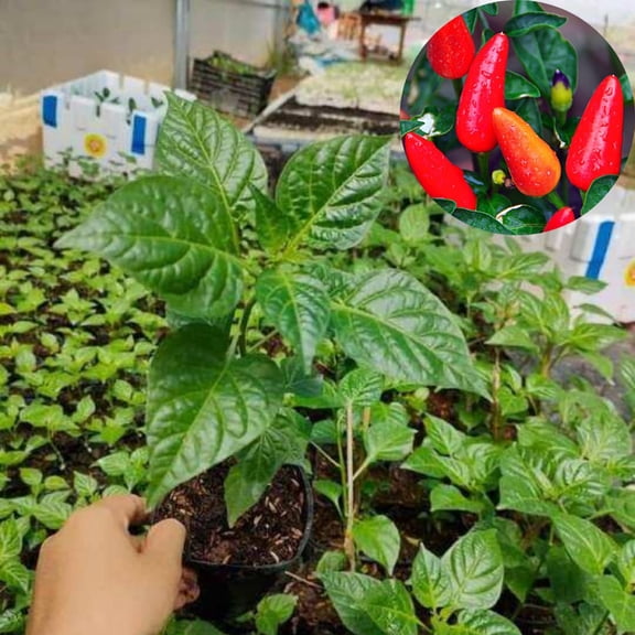 Set 2 Pepper Hot Plants Live, 90 Days Old Pepper, Pepper for Pickling, High Yields, No Pot