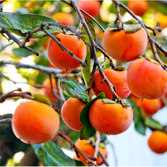 Set 2 Persimmon Trees Live Plants, Dormant and Bare Roots 6-12"Tall, Sweet Persimmon Trees Fruit for Outdoor Planting