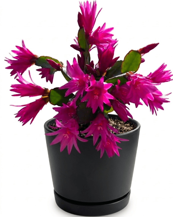 Set 2 Pink Easter Cactus Plants Live for Planting, Spring Blooming Flowering Succulent Plants for Indoor Houseplant in 4 Inch Pot