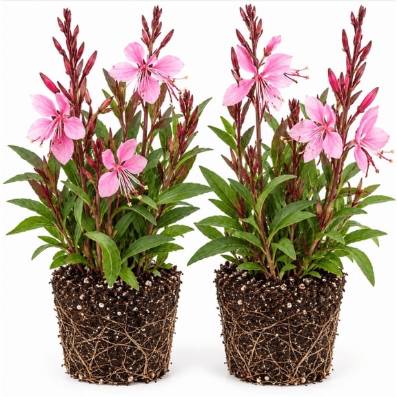 Set 2 Pink Gaura Live Plants, 2-4 Inch Tall, Pink Flower, Gaura Tree for Home Garden Planting