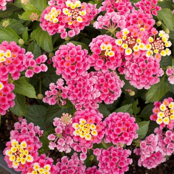 Set 2 Pink Lantana Live Plants, Bright Pink Lantana Flowers Plugs 2-4 Inches for Outdoor Garden