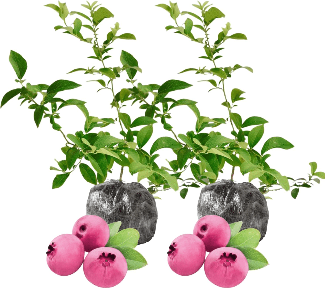 Set 2 Pink Lemonade Blueberry Live Plants, Dwarf Fruit Tree Starter Plant, Vaccinium Pink Lemonade, Unique Dwarf Variety with Pink Berries, 4 to 6 Inch Tall, No Ship Pot