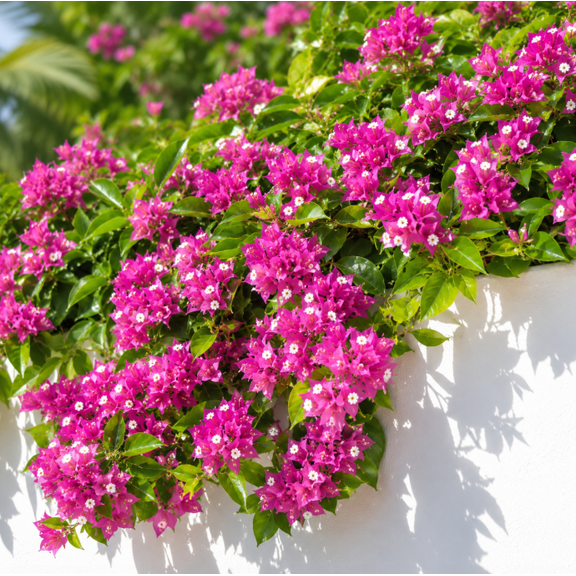 Set 2 Pink Pixie Bougainvillea Live Plants, 4-6 Inches Tall, Tropical Flowering Shrub Plants for Home Garden