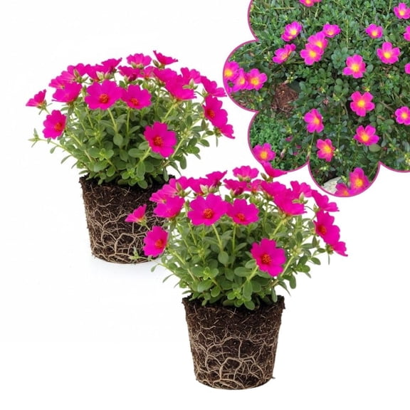 Set 2 Portulaca Live Plant, 4-6 Inch Tall, Moss Rose Plants Live, Rare Portulaca Plants for Growing Indoor Outdoor (Deep Pink)
