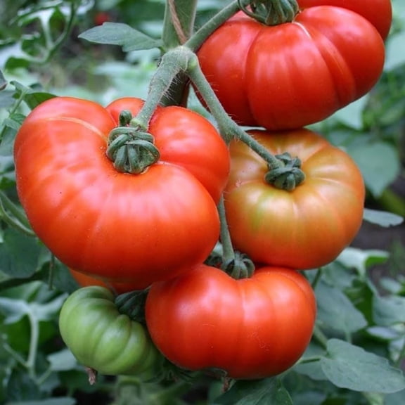 Set 2 Pots Beefsteak Tomato Plants, 4 Inch Pot Live Tomato Plants, 5 to 8 Inch Tall Vegetable Seedlings for Growing