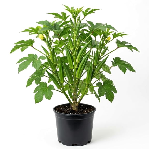 Set 2 Pots Okra Live Plants, 4 Inch Pots - 4-6" Tall Fast Growing Vegetable Plants, High Yield Garden Okra for Beds, Containers, Backyard Growing