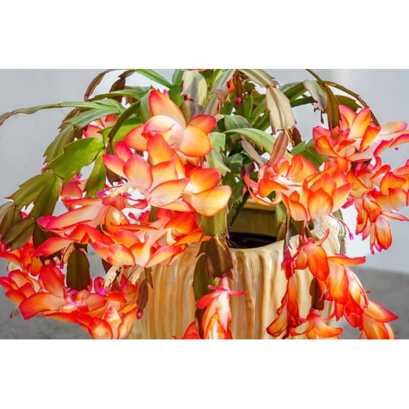 Set 2 Pots Orange Christmas Cactus Live Plant for Planting, Holiday Cactus Flowers Crab Cactus Plant in 3 Inch Pot