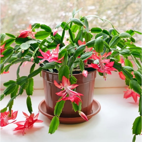 Set 2 Pots Red Christmas Cactus Live Plant for Planting, Holiday Cactus Flowers Crab Cactus Plant in 3 Inch Pot