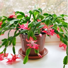 Set 2 Pots Red Christmas Cactus Live Plant for Planting, Holiday Cactus Flowers Crab Cactus Plant in 3 Inch Pot