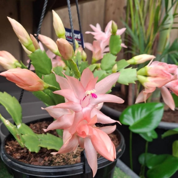 Set 2 Pots Salmon Christmas Cactus Live Plant for Planting, Holiday Cactus Flowers in 3"Pot