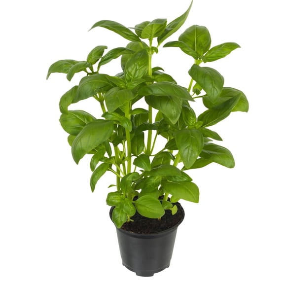 Set 2 Pots Sweet Basil Plants, Fragrant Leaves Herb Basil Plants in 4 Inch Pot