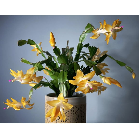 Set 2 Pots Yellow Christmas Cactus Live Plant for Planting, Holiday Cactus Flowers Crab Cactus Plant 4-6" Tall in 3 Inch Pot