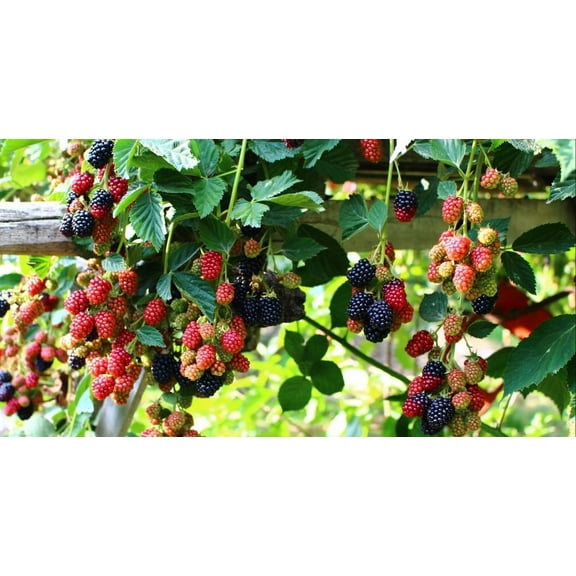 Set 2 Prime Ark Freedom Thornless Blackberry Plants 4-7" Tall for Planting, Blackberry Bush Tree, Thornless Black Berry Plant, Sweet Fruit Plant for Garden