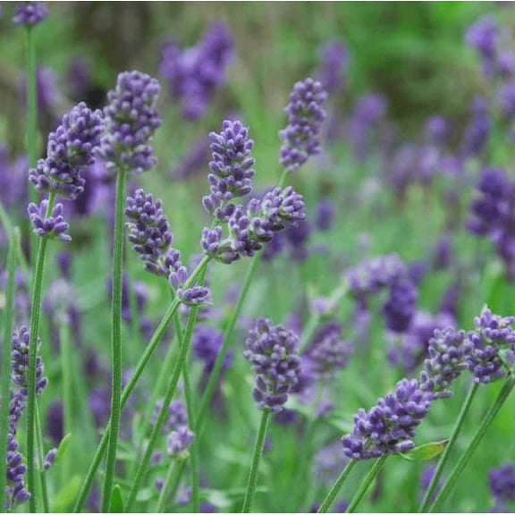 Set 2 Provence Lavender Plants Live for Planting, Lavandula Perennial Flower Plants for Home Garden 4 to 6 Inc Tall