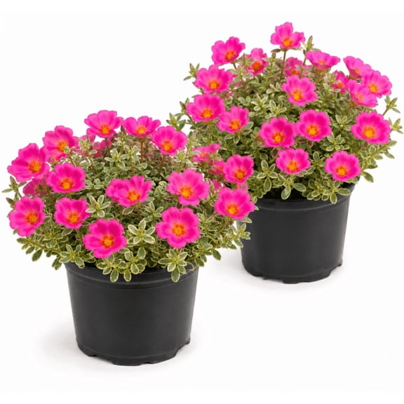 Set 2 Puerto Rican Hot Pink Portulaca Live Plants 4-6 Inch Tall, Moss Rose Flower Starters for Patio, Containers and Garden Growing