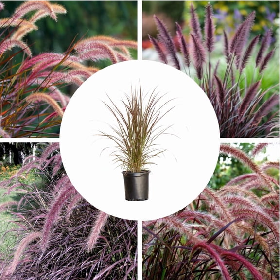 Set 2 Purple Pennisetum Fountain Grass Plant Live for Planting, Ornamental Grass with Purple Foliage, Well-Rooted, 4-6 Inch Tall, No Pot