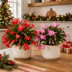 Set 2 Random Christmas Cactus Thanksgiving Cactus Plants Holiday Cactus Live Plants in Home Garden Planting, 4-6 Inch Tall, No Pot