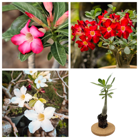 Set 2 Random Desert Rose Plant Live for Planting, Adenium Obesum Plant, Vibrant Blooming Succulent, Desert Rose Plant, 5-8 Inch Tall, No Pot