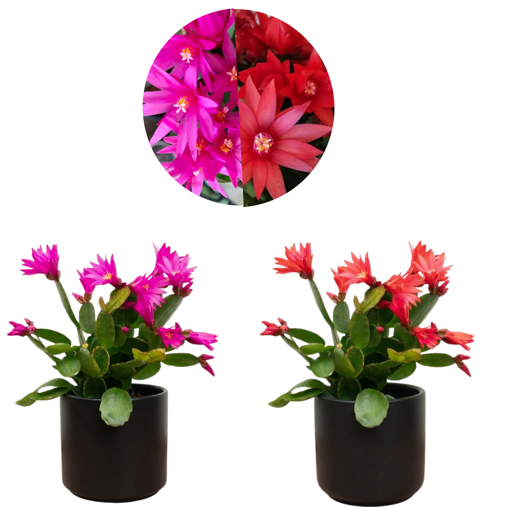 Set 2 Random Easter Cactus Plants Live for Planting, Spring Blooming Flowering Succulent Plants for Indoor Houseplant in 2 Inch Pot (Red or Pink)