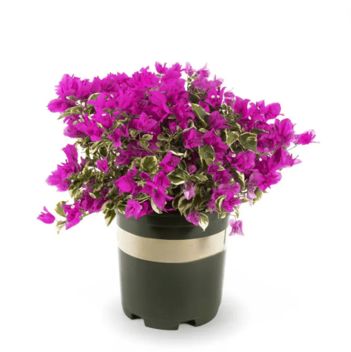Set 2 Raspberry Ice Bougainvillea Live Starter Plants for Planting, Pink Bougainvillea Plants, Well Rooted, 4 to 6 Inch Tall, Ship No Pot