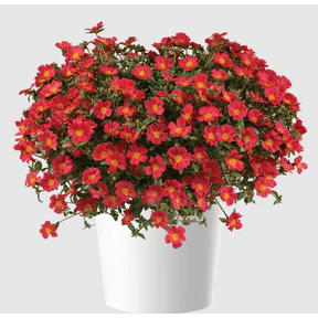 Set 2 Red Flare Portulaca Plants Live for Planting, Pink Moss Rose Plants for Garden 4 to 6 Inc Tall