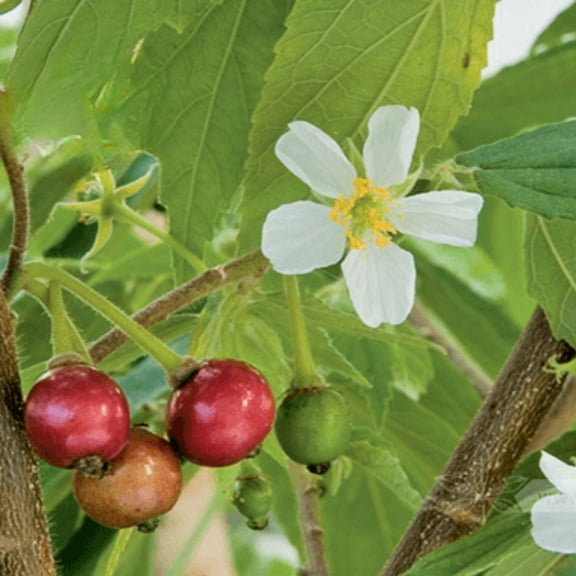 Set 2 Red Jamaican Cherry Tree 4-8 Inch, Dormant Fruit Plants, Edible-Cherry, Starter Plant, Cherry Plant for Planting
