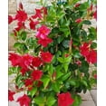 thumbnail image 1 of Set 2 Red Mandevilla Plants 4-7" Tall for Planting, Mandevilla Flower Plants, Tropical Flowering Plant for Garden, Mandevilla Vine Plants, 1 of 5