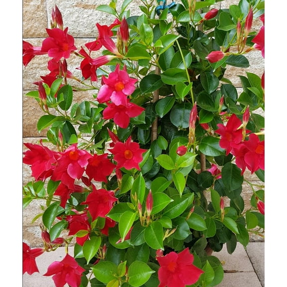 Set 2 Red Mandevilla Plants 4-7" Tall for Planting, Mandevilla Flower Plants, Tropical Flowering Plant for Garden, Mandevilla Vine Plants