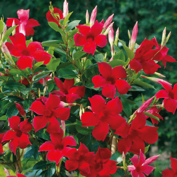 Set 2 Red Mandevilla Plants Live for Planting, Mandevilla Plants Tropical  Flowering Vine for Outdoor Garden 4 to 6 Inch Tall - Dormant in Winter -  Walmart.com