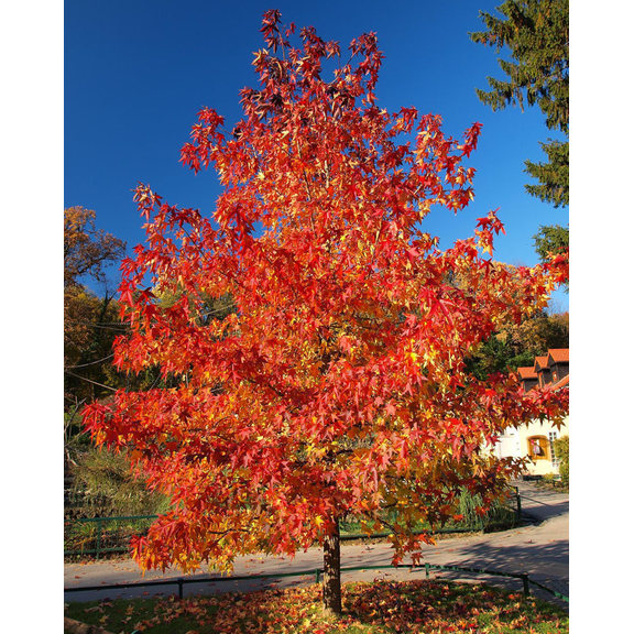 Set 2 Red Maple Trees Live Plant Bare Roots Dormant, Acer Rubrum Seedling 2-3 Feet Tall for Growing, Well Rooted
