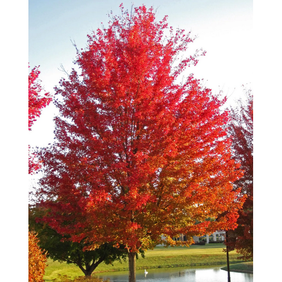 Set 2 Red Maple Trees Live Plant Bare Roots Dormant, Acer Rubrum Seedling 2-3 Feet Tall for Growing, Well Rooted