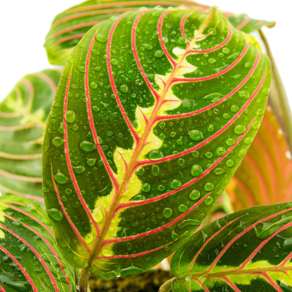 Set 2 Red Maranta Plants Live for Planting, Prayer Plant, Maranta Tree, Tropical Plants, 5-8 Inch Tall, 4 Inch Pot, No Ship CA