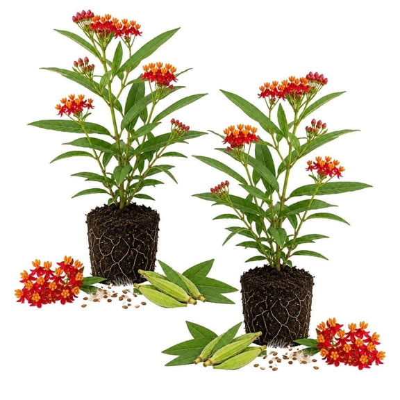 Set 2 Red Milkweed Live Plants, Vibrant Native Garden Flowers, Pollinator Support (4 Inch Tall)