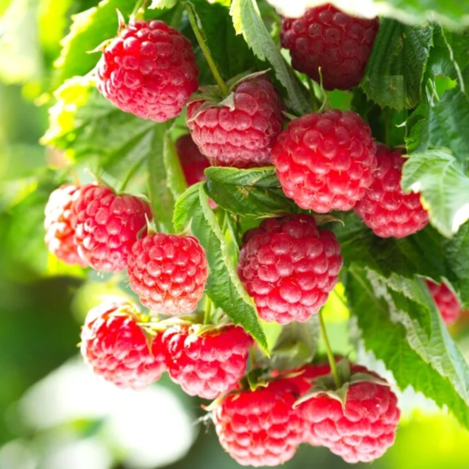 Set 2 Red Thornless Raspberry Plants Live, Raspberry Trees Live Plants ...