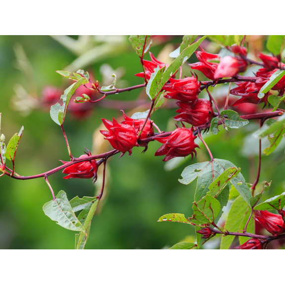 Set 2 Roselle Hibiscus Plants Live for Planting, 8-12" Tall in 4" Pot, Live Jamaican Sorrel Seedling, Tropical Perennial Shrub Plant