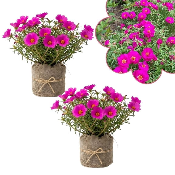 Set 2 Samba Pink Portulaca Live Plant, 4-6 Inch Tall, Pink Moss Rose Plants Live, Rare Portulaca Plants for Growing Indoor Outdoor