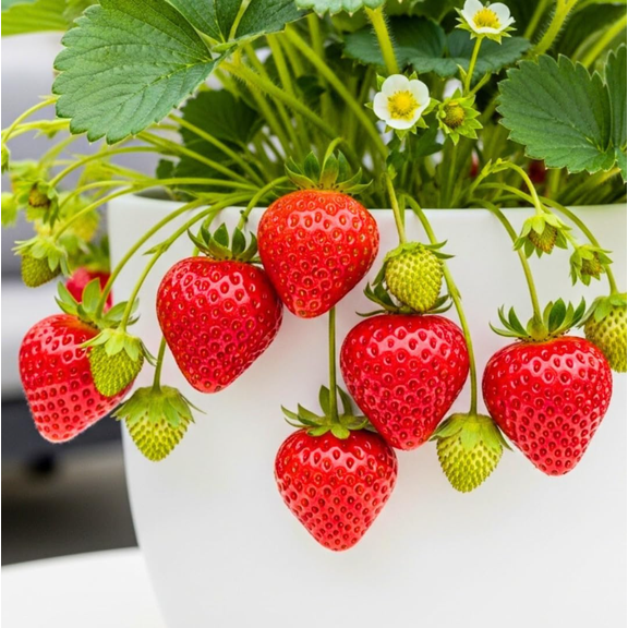 Set 2 Strawberry Delizz Plugs for Planting, Sweet Fruit Strawberry Plant Live, Delizz Strawberry Starter Plants, Live Rooted Plug for Growing, 2-4 Inch Tall