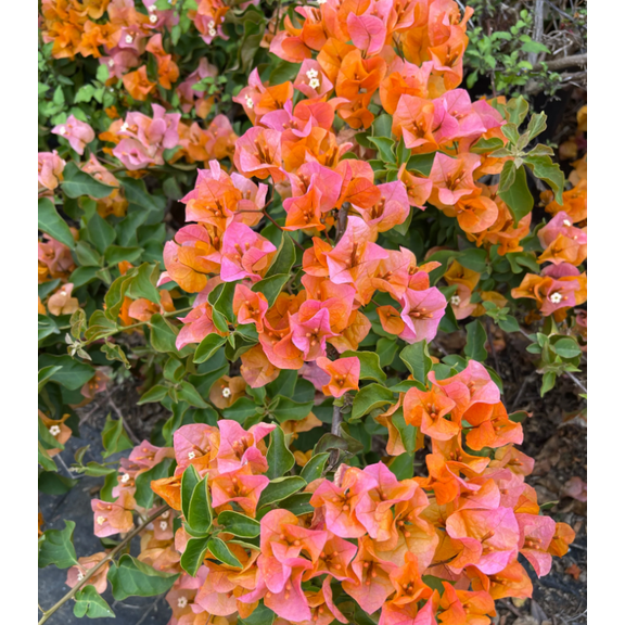 Set 2 Sundown Orange Bougainvillea Flowering Plants, Starter Bougainvillea Trees, Bougainvillea Plants Live Outdoor Garden, Bougainvillea Live Plants