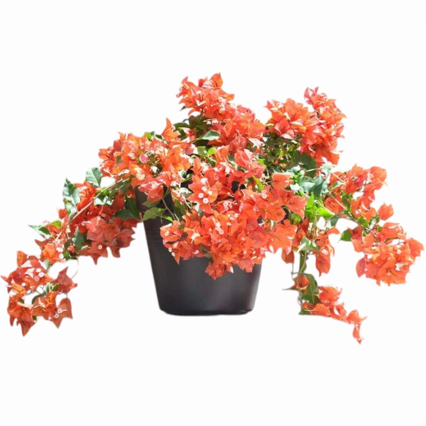 Set 2 Sundown Orange Bougainvillea Live Starter Plants for Planting, Orange Bougainvillea Flower Plants, Rare Multi-Colored Blooms, 4 to 6 Inch Tall, Ship No Pot