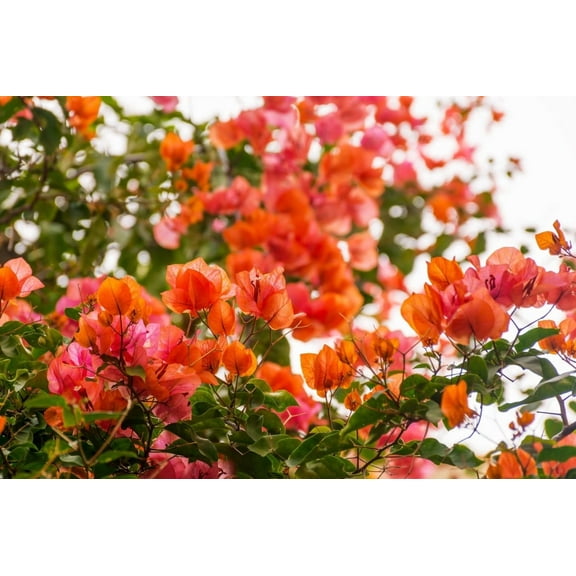 Set 2 Sundown Orange Bougainvillea Plants 4-7" Tall for Planting, Orange Bougainvillea Flower Plant, Ornamental Flower Vine Plant Indoor Outdoor