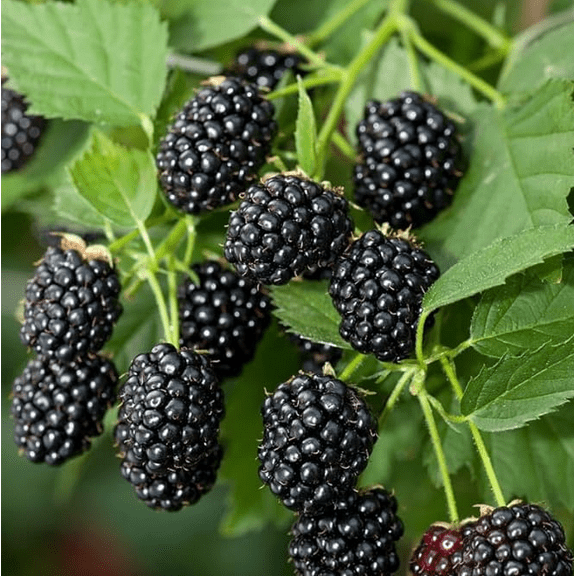 Set 2 Sweetie Pie Blackberry Plants Live for Planting, Blackberries Plants Fruit Bushes Outdoor Garden 4 to 6 Inch Tall