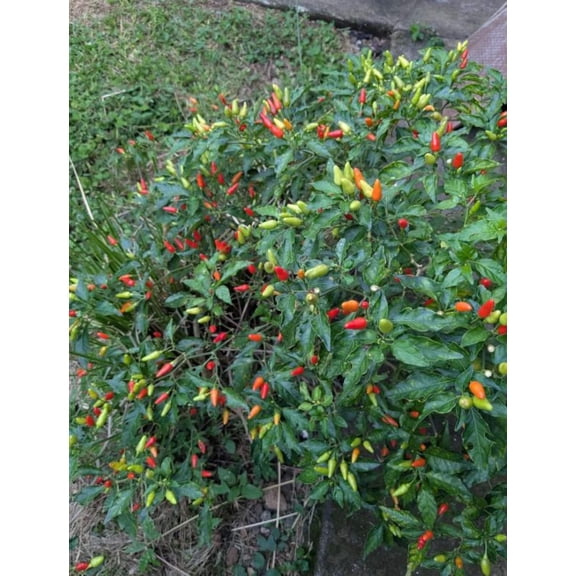 Set 2 Tabasco Pepper Plants Live Chili Hot Peppers Plant 5-7"Tall, No Pot
