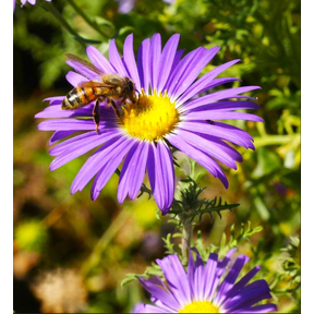 Set 2 Tahoka Daisy Plants Live for Planting, Purple Aster Tree, Purple Flower Live Plant in Home Garden, 3-5 Inch Tall