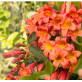 thumbnail image 1 of Set 2 Tangerine Beauty Bignonia Capreolata Live Plants, Vibrant Orange Trumpet-Shaped Blooms Plants 4 to 6 Inc Tall for Home Garden, 1 of 6