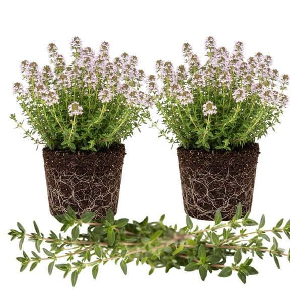 Set 2 Thyme Live Plant 3-6 Inch Tall, Fragrant Thyme Plants Live Seedling for Planting, Perennial Herb Plants Indoor Outdoor (French Thyme)