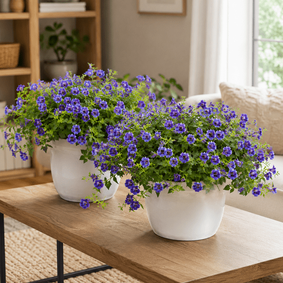 Set 2 Torenia Summer Wave Trailing Large Blue Plugs, Wishbone Flower Starter Plant 2-4 Inch Tall, Trailing Annual for Hanging Baskets, Garden Planting
