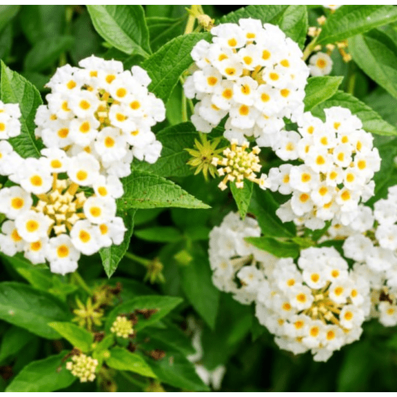 Set 2 Traling White Lantana Plants Live, Perennial Lantana Flowering Plants 4-8 Inches, Bright Flowers Outdoor