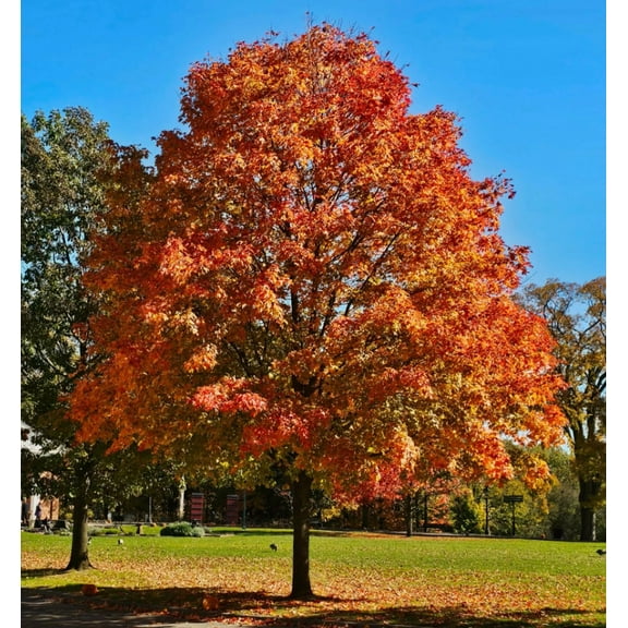 Set 2 Trident Maple Tree Seedling Bare Roots and No Leaves for Planting,  1 to 2 ft Tall - Dormant in Winter