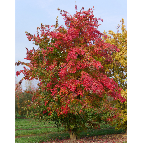 Set 2 Trident Maple Trees Live Plants Bare Roots Dormant, Acer Buergerianum Seedlings for Growing, Winter Hardy